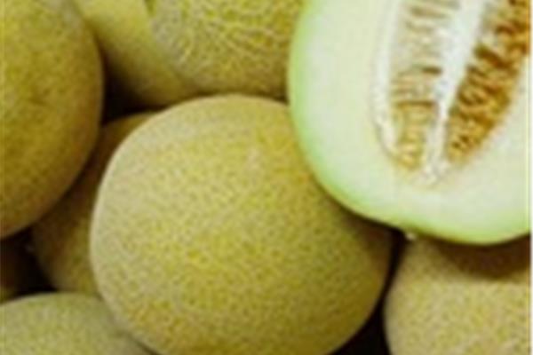 Meloen Galia Producten in de kijker Webshop